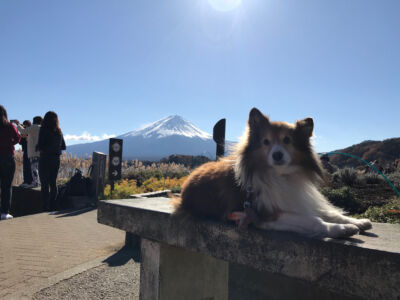 Dog chilling on a bench