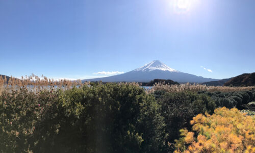 Mt. Fuji and flowers