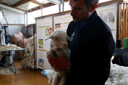 Lucky was an orphan when the staff found him. Orphans are surprisingly common, and given how much milk they consume, the staff try to find another mother to bond with (and ultimately feed) the orphans. Lucky the Lamb