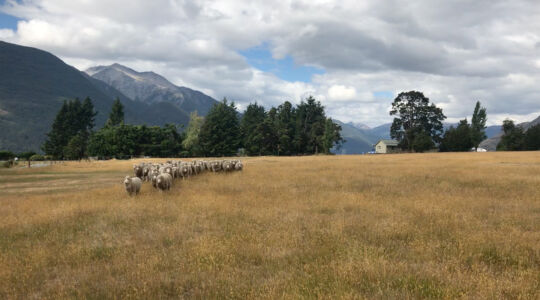 The Wilderness Lodge is part of a sheep farm. Merino sheep