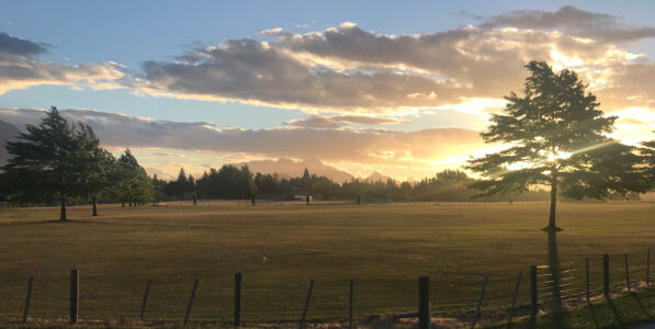 After dinner in nearby Arrowtown we walked back to Millbrook Sunlight through tree in field