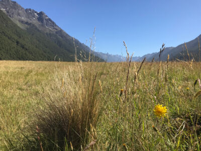 A field of grass along the way to Milford Sound. Dandelion