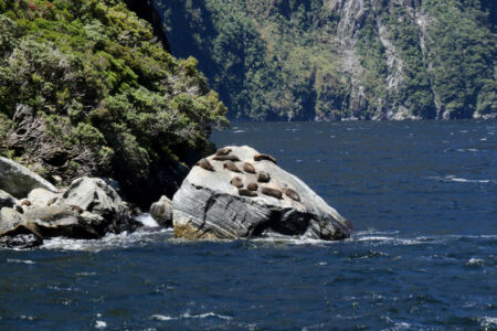 Seals on a Rock in Milford Sound