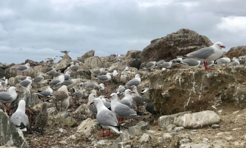 Just some seagulls pooping and squawking on the rocks. Seagulls