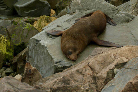 Seals on a rock at Oamaru