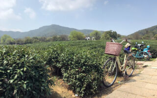 Bicycles in tea field