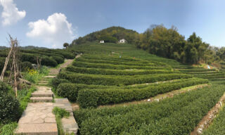 Hillside at Longjing Village