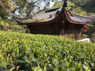Tea bushes with buds