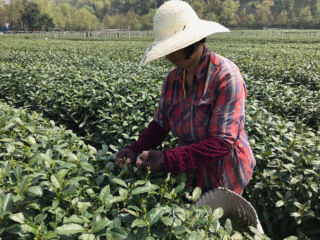 Filling basket with tea buds