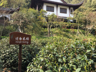 Do not pick from the Emperor's tea bushes. No picking sign
