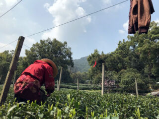 Old woman picking tea