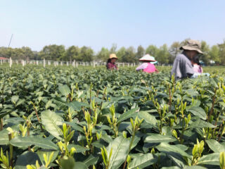 Succulent tea buds waiting to become tea. Longjing tea buds