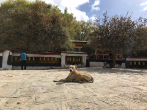 Dog relaxing at Drepung Monastery